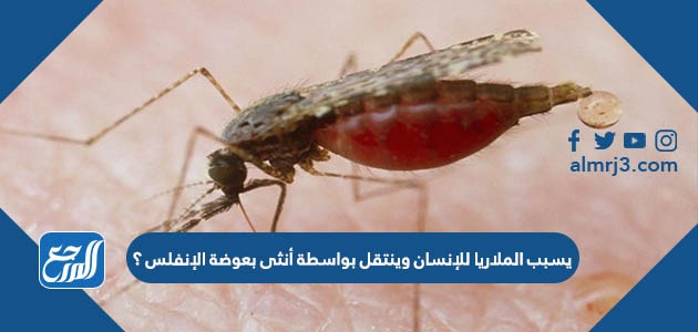 الملاريا بعوضة بواسطة يسبب وينتقل الإنفلس أنثى للإنسان أعلى شعب