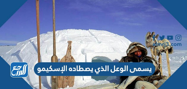 يسمى الوعل الذي يصطاده الإسكيمو