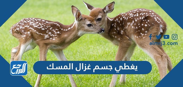 يعتبر غزال المسك من الحيوانات صعبة الصيد بسبب