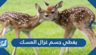 يغطي جسم غزال المسك