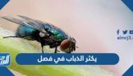 يكثر الذباب في فصل