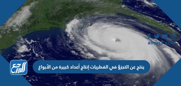 ينتج عن التجزؤ في الفطريات إنتاج أعداد كبيرة من الأبواغ.