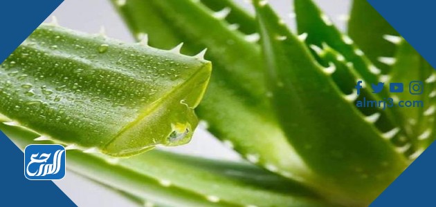 Aloe vera gel for toothache