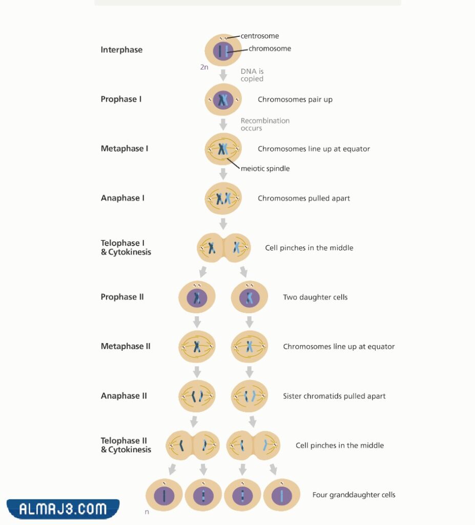 الكروموسومات اثناء الانقسام المتساوي الطور تنفصل في تنفصل الكروموسومات