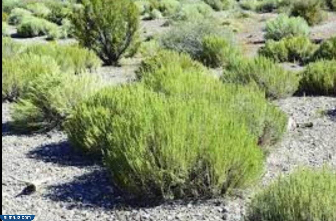 أنواع نبات الشيح 