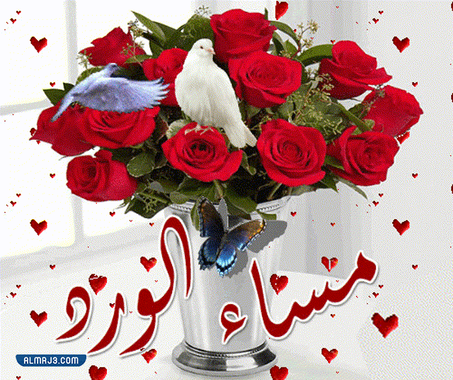 اجمل الصور المتحركه مساء الورد