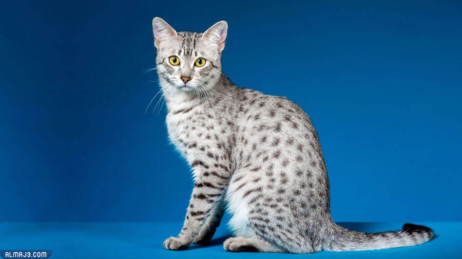 قط الماو المصري