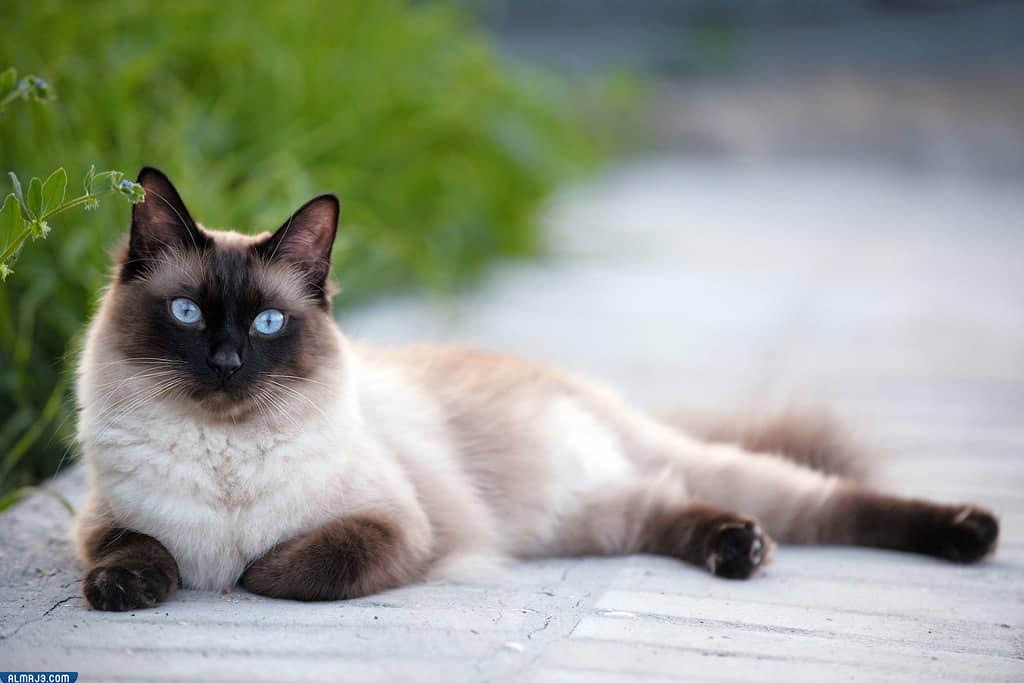 افضل انواع القطط في السعودية