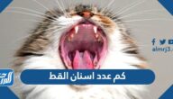 كم عدد اسنان القط ومعلومات عن فترة تسنين القطط