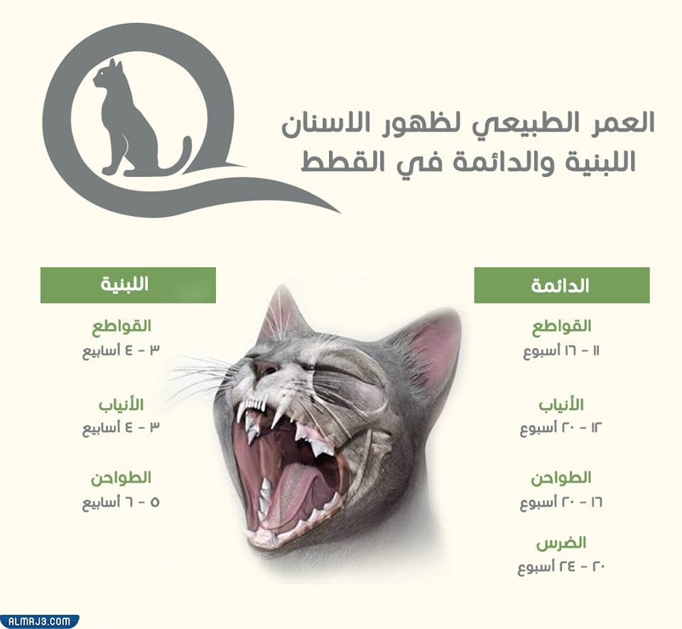 السن الطبيعي لبزوغ الأسنان في القطط