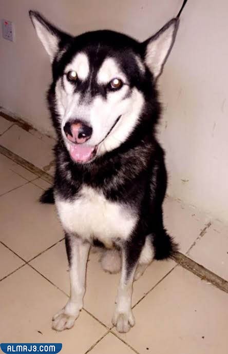 أسعار الكلاب في السعودية