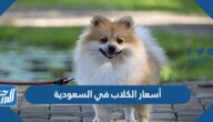 أسعار الكلاب في السعودية