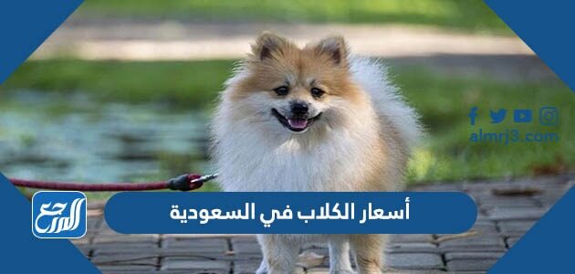 أسعار الكلاب في السعودية