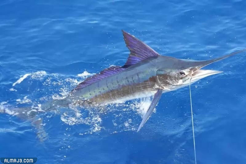 أسماك المارلين