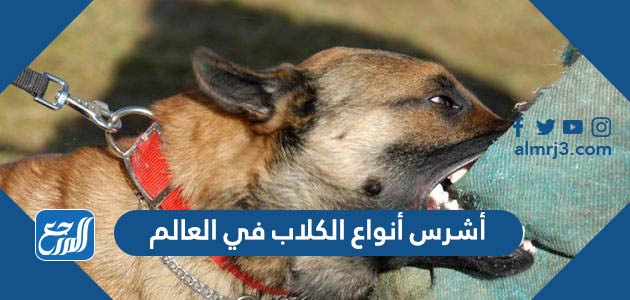 أشرس أنواع الكلاب في العالم