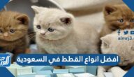 افضل انواع القطط في السعودية واسعارها وصورها