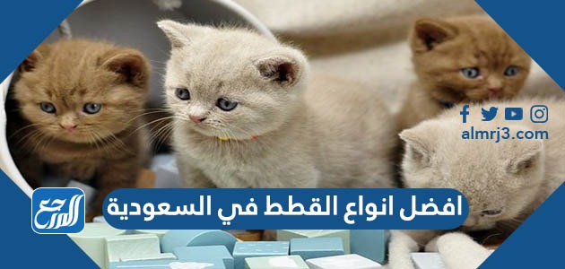 أفضل انواع القطط في السعودية