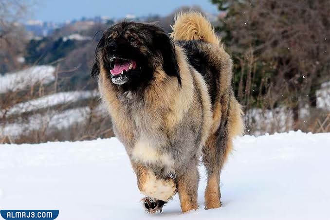 أوفاتشاركا القوقازي