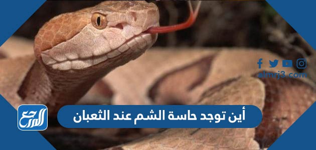 أين توجد حاسة الشم عند الثعبان