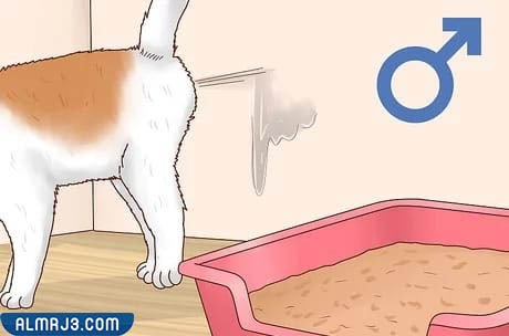 إحدى علامات خصوبة الذكور , قط ذكر يقوم برش البول