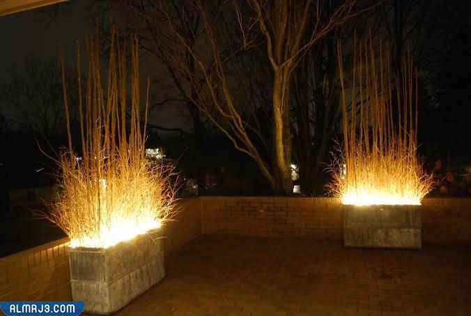 إضاءة النباتات