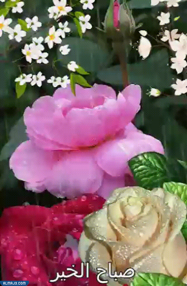 اجمل الصور المتحركة صباح الخير