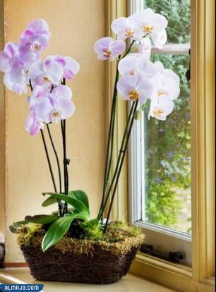 استخدام البنات الأخضر ونبات الزينة والزهور