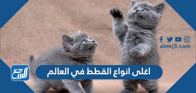 اغلى انواع القطط في العالم