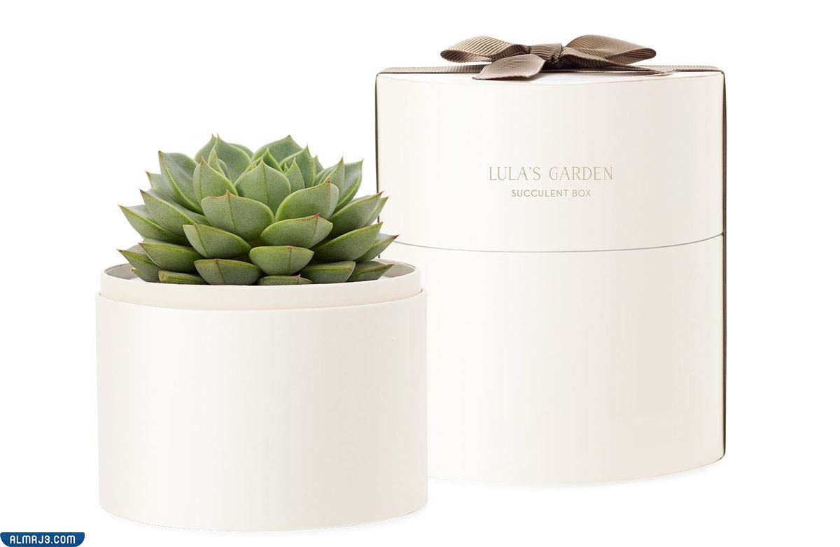 افكار هدايا عيد ميلاد زملاء العمل