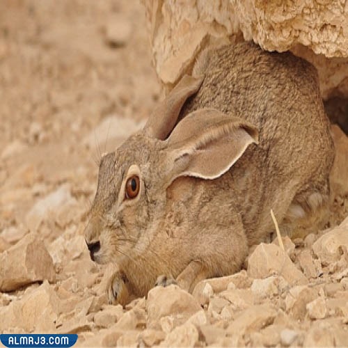 الأرنبة البرية