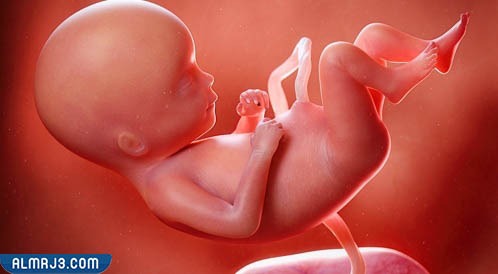 الأسبوع الحادي عشر