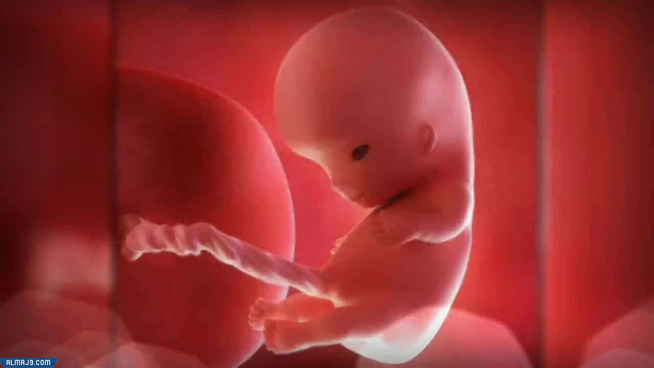 الأسبوع التاسع