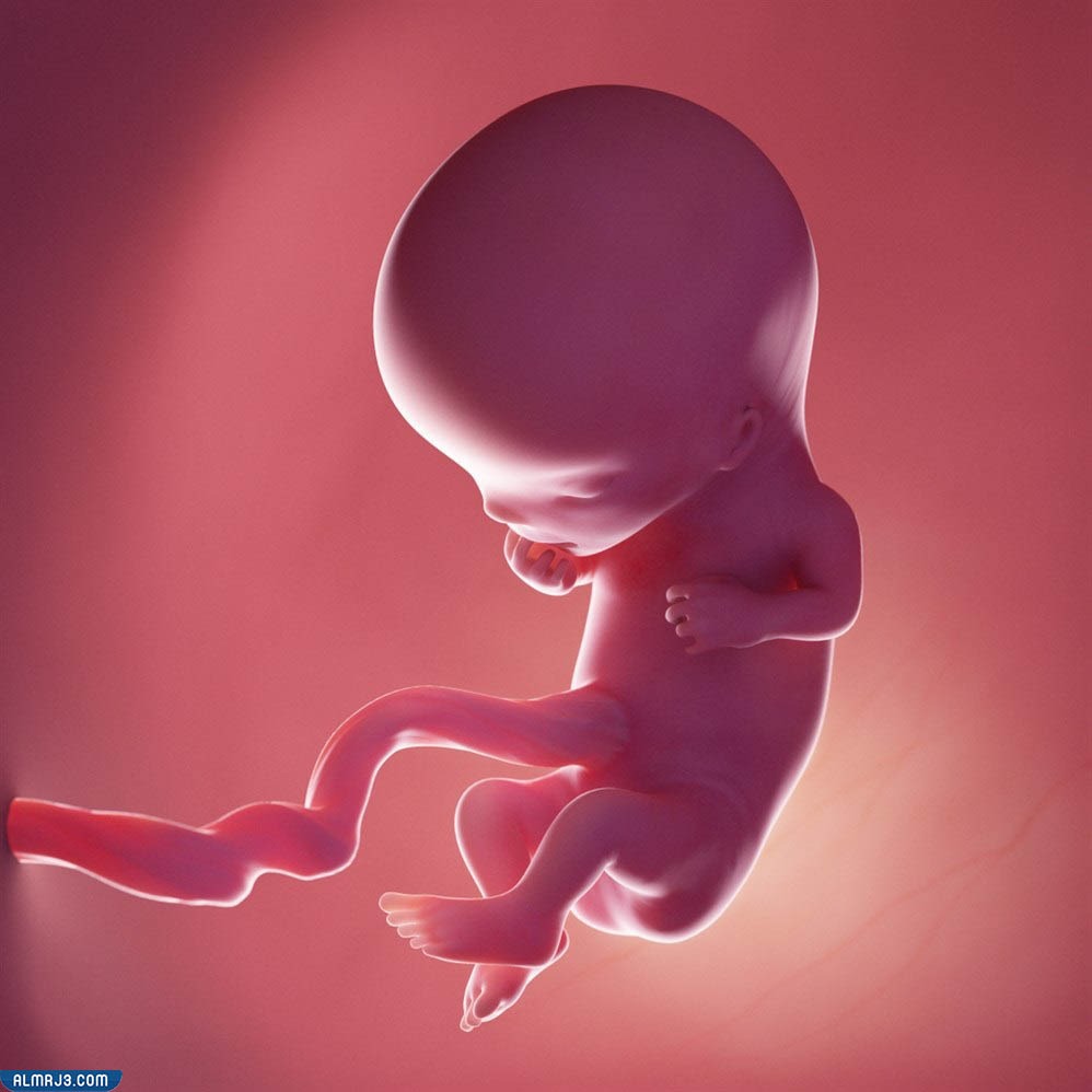 الأسبوع الثالث عشر