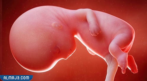 الأسبوع الحادي عشر