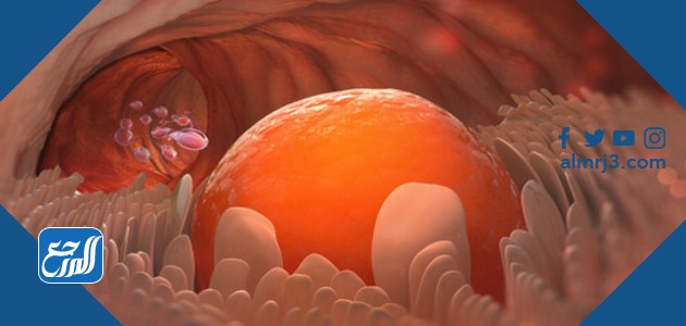 البويضة في الرحم