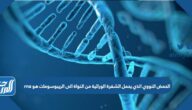 الحمض النووي الذي يحمل الشفرة الوراثية من النواة الى الريبوسومات هو rna