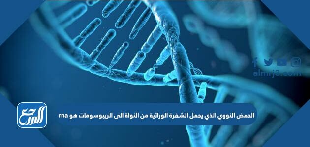 الحمض النووي الذي يحمل الشفرة الوراثية من النواة الى الريبوسومات هو rna