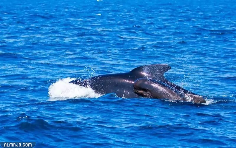 الحوت الطيار أسرع الحيتان