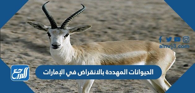 الحيوانات المهددة بالانقراض في الإمارات