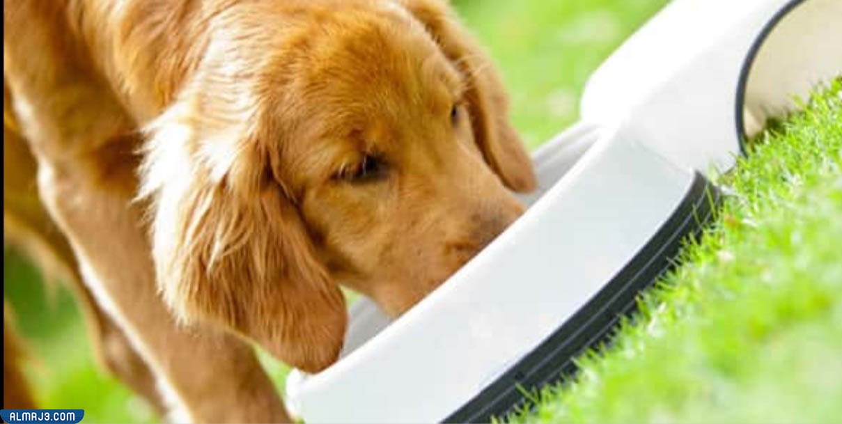 الرفق بالحيوانات