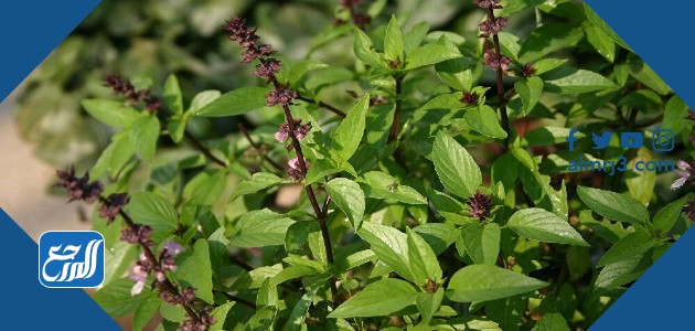 الريحان للتخلص من الشيب