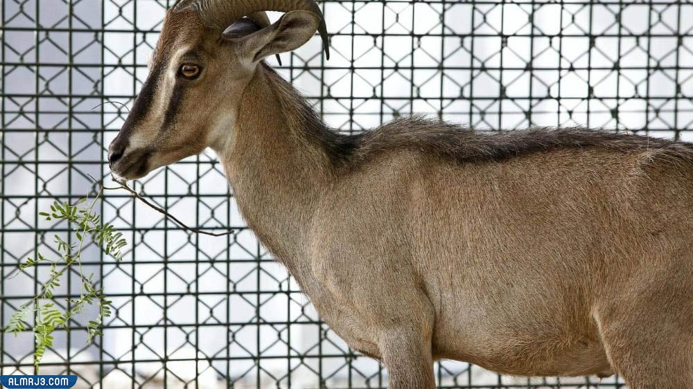 الطهر العربي