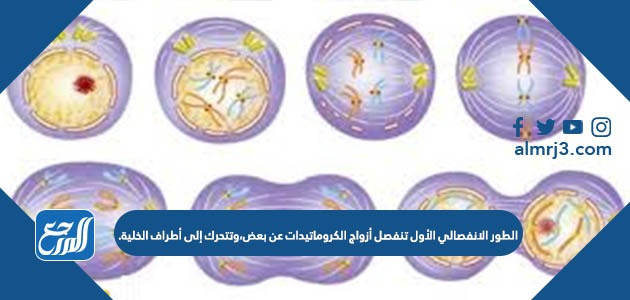الطور الانفصالي الأول تنفصل أزواج الكروماتيدات عن بعض،وتتحرك إلى أطراف الخلية.