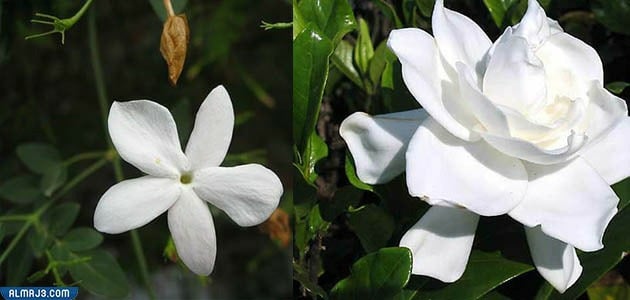 الفرق بين الفل والياسمين