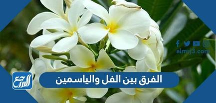 الفرق بين الفل والياسمين