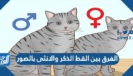 الفرق بين القط الذكر والانثى بالصور