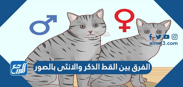 الفرق بين القط الذكر والانثى بالصور
