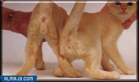 الفرق بين ذكور القطط وإناثها في الأعضاء التناسلية