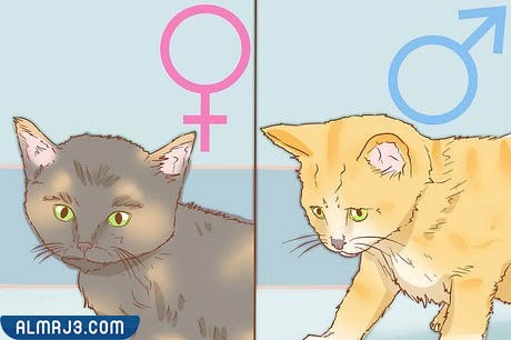 الفرق بين ذكور القطط وإناثها في التصرفات