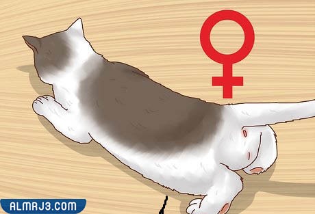 الفرق بين ذكور القطط وإناثها في الجسم والوجه , أنثى